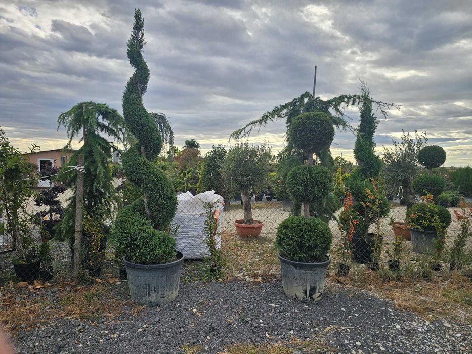 Experiență de Peste 20 Ani | Tuia, Conifere, Copaci Ornamentali