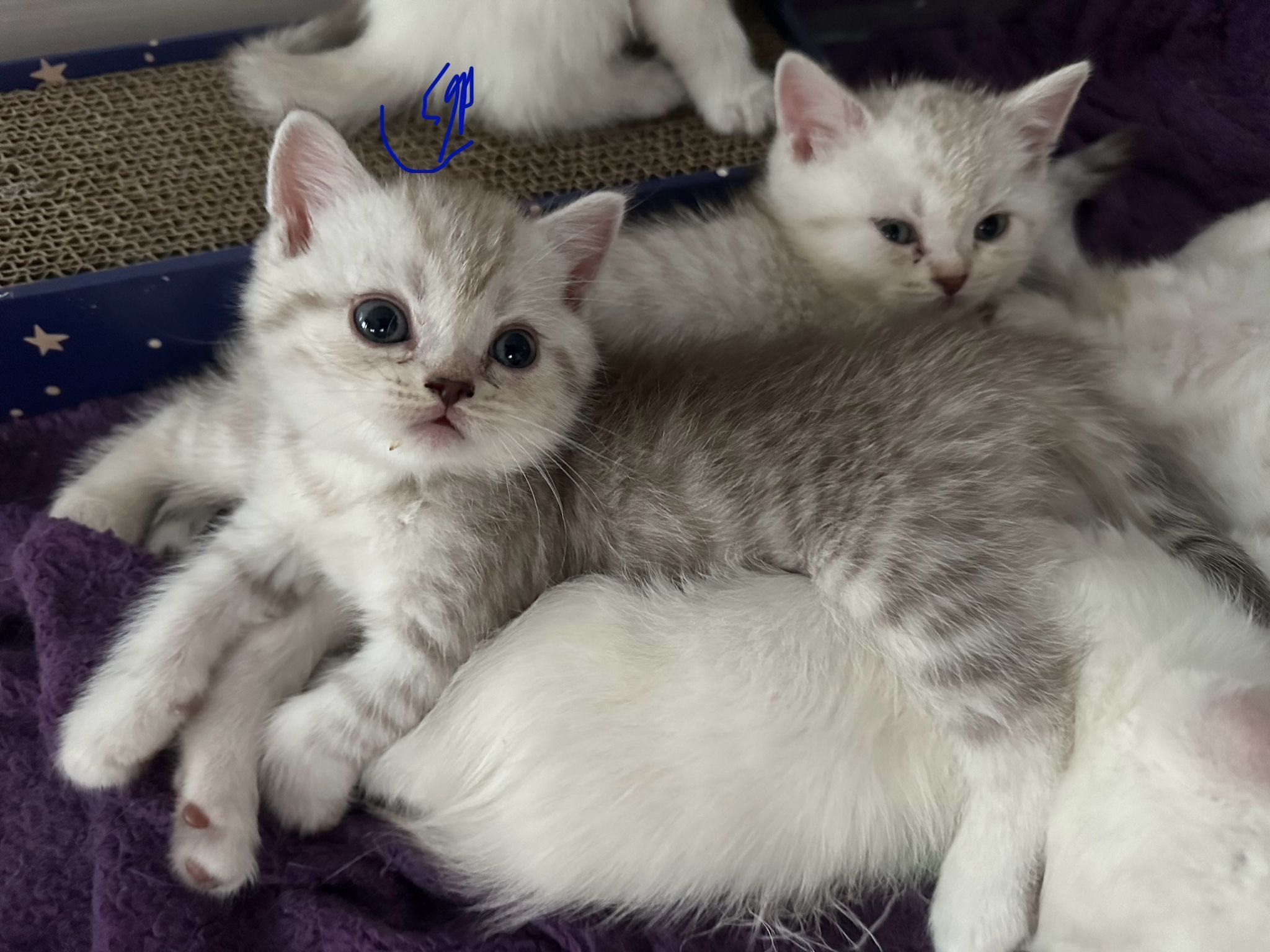 Pui pisica British Shorthair Chinchilla