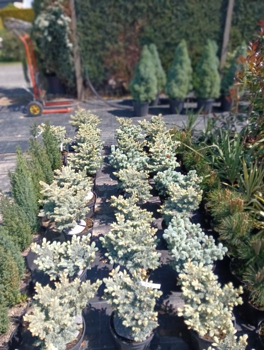 Picea glauca globosa