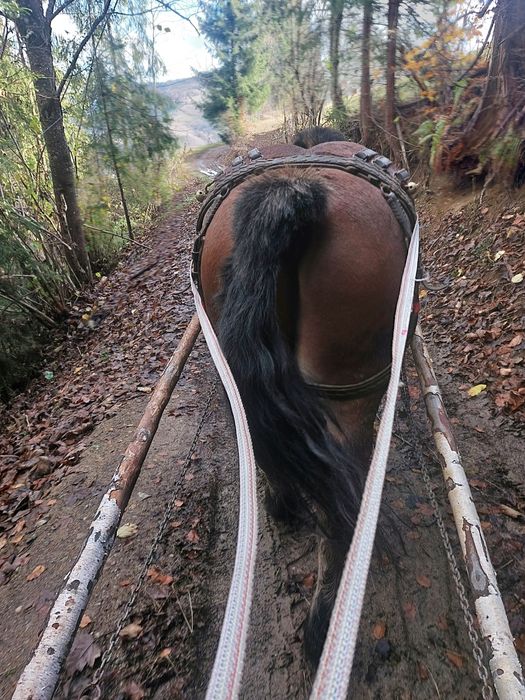 Se vinde cal foarte cuminte