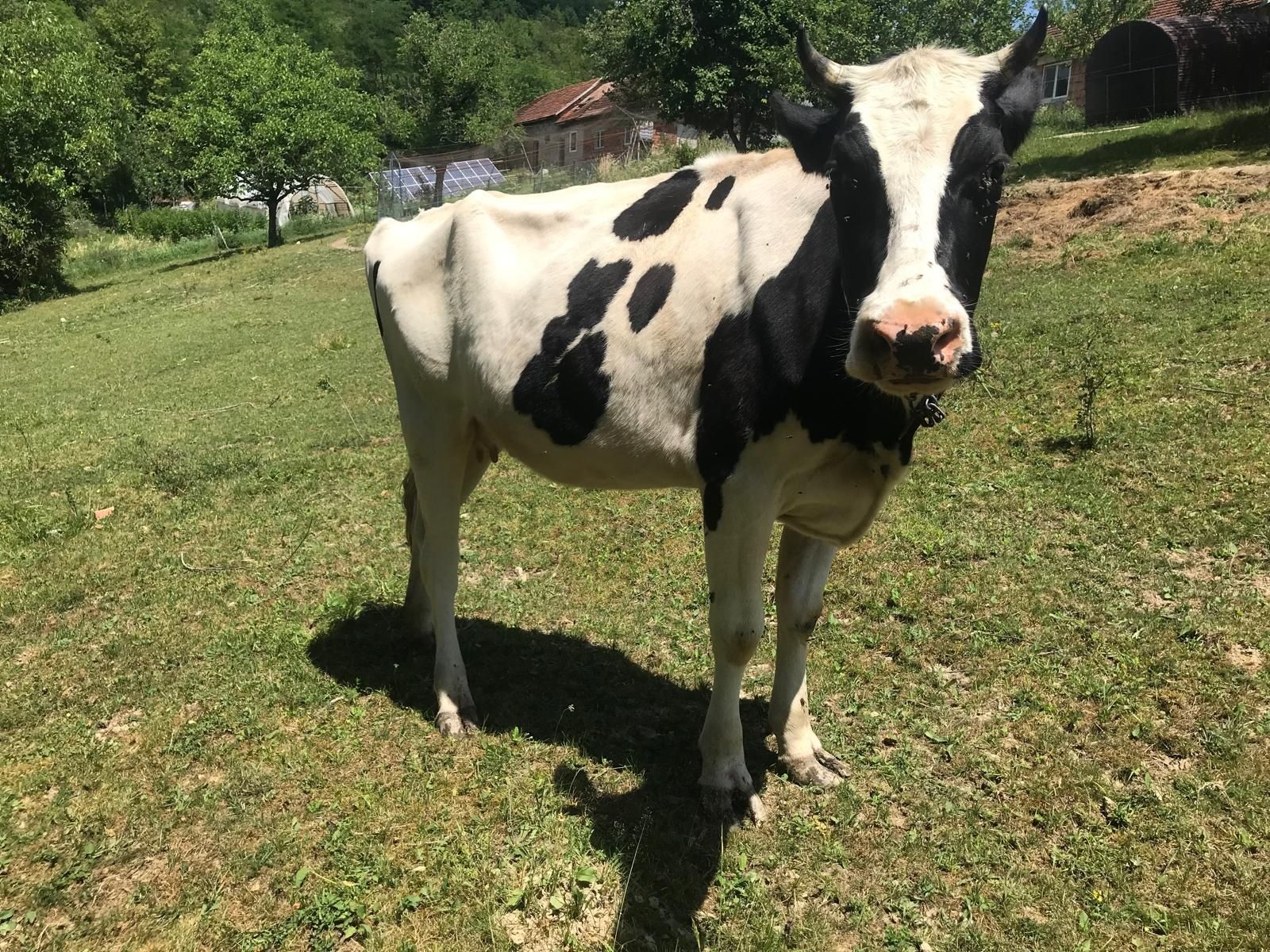 Vand vaca de 3 ani jumate si o jurinca de 1 an  si 4 luni