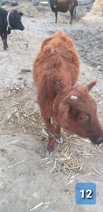 Yosh qisir g'unojinchala