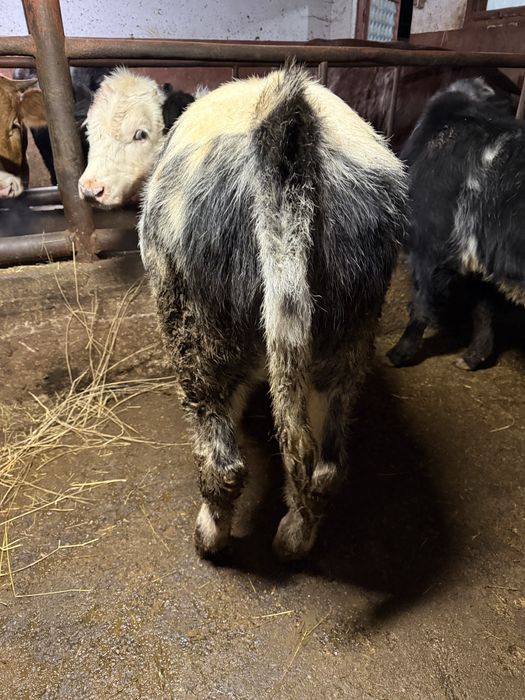 Vand doi viteii belgieni de 5 luni bucata