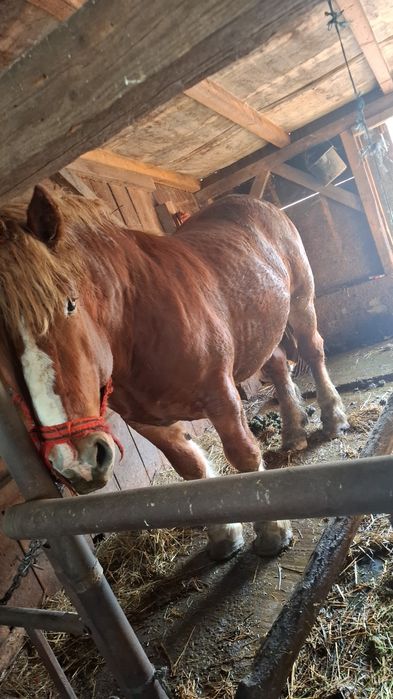 De vanzare un hărmăsar si un cal