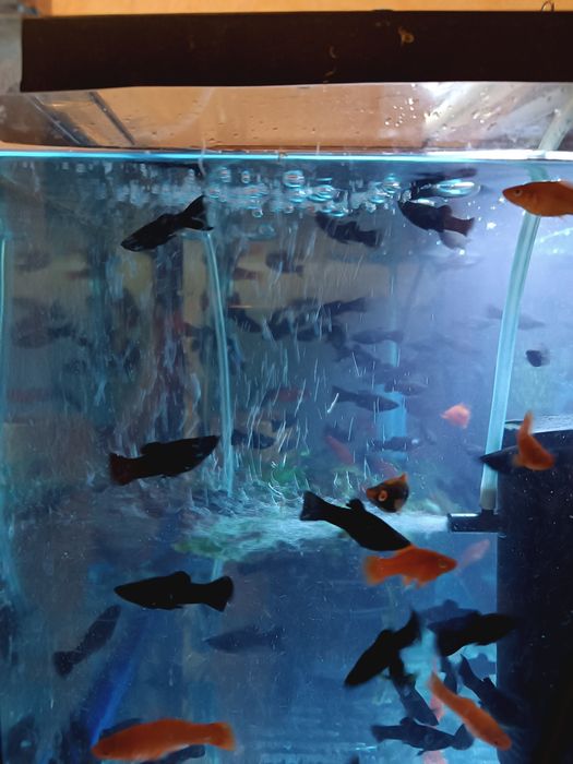 Меченосцы , Моллинезии, Гуппи ,Анциструсы.