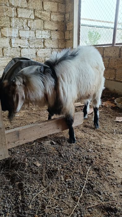 Породисти Теке                        ..