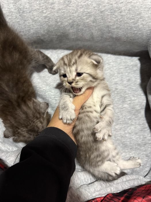 Scottish fold mushuk