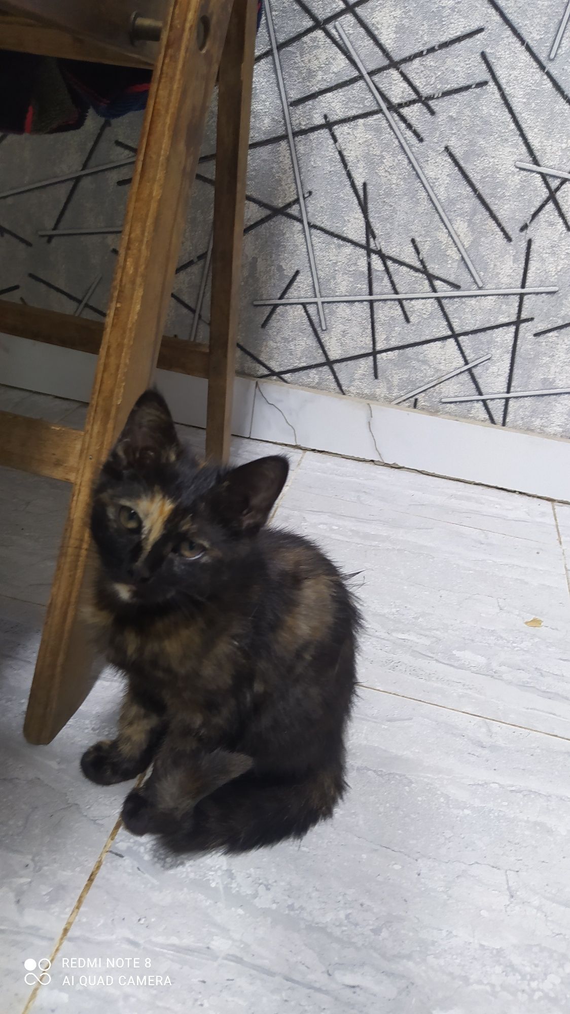 Скотш фолд и скотш страйт