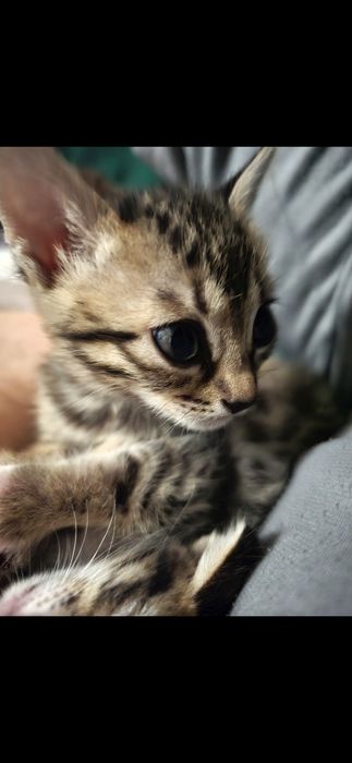 Котята 2 месяца, бенгал