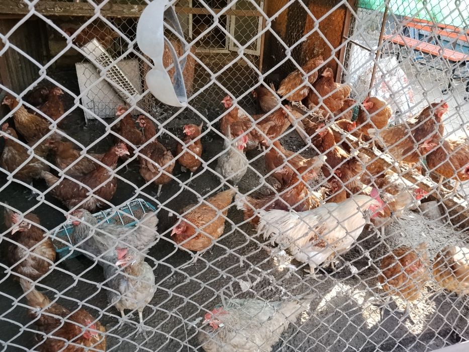 Курицы Ломан Браун 8 месяцев