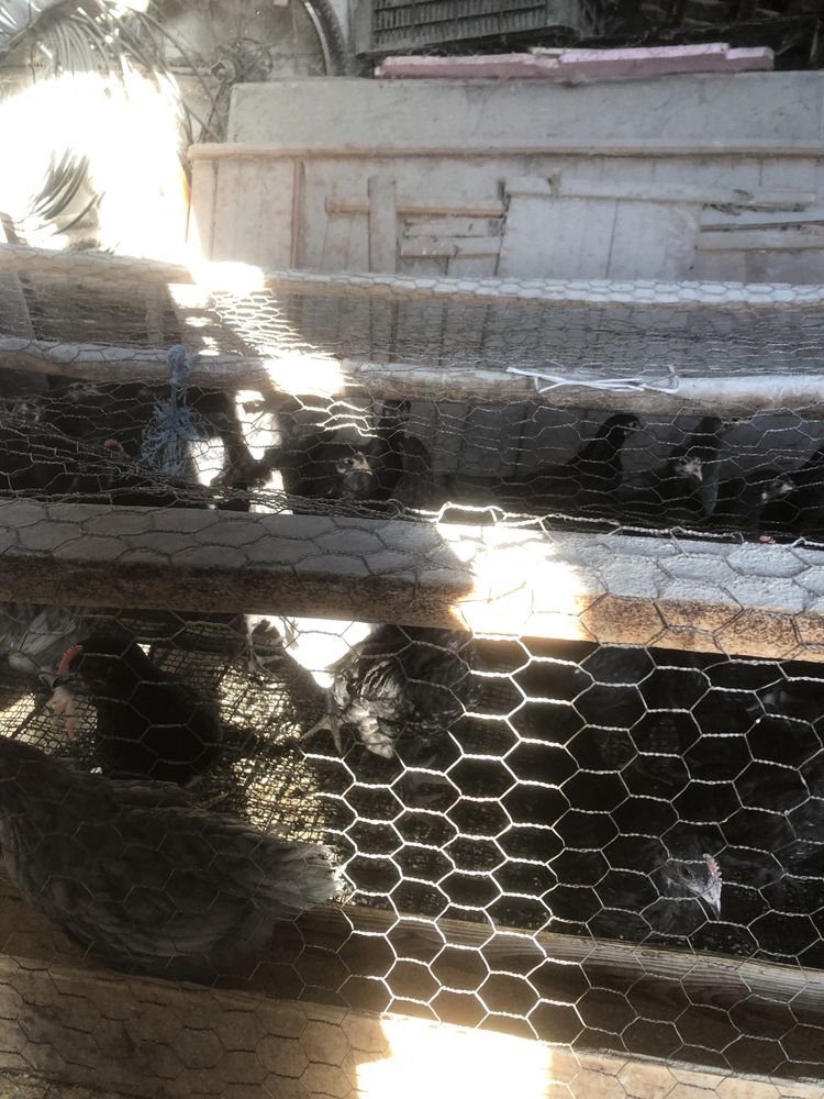 Pui australorp  negru si albastru