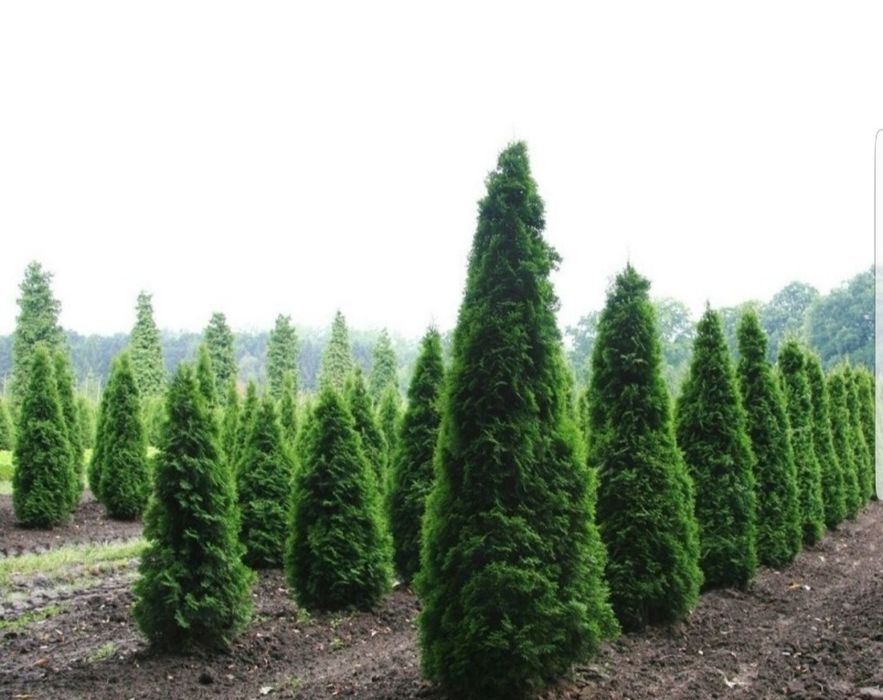 Leylandii gard viu, Chiparos Leylandii, Leylandri gard viu vesnic.