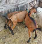 Capre Alpine familie