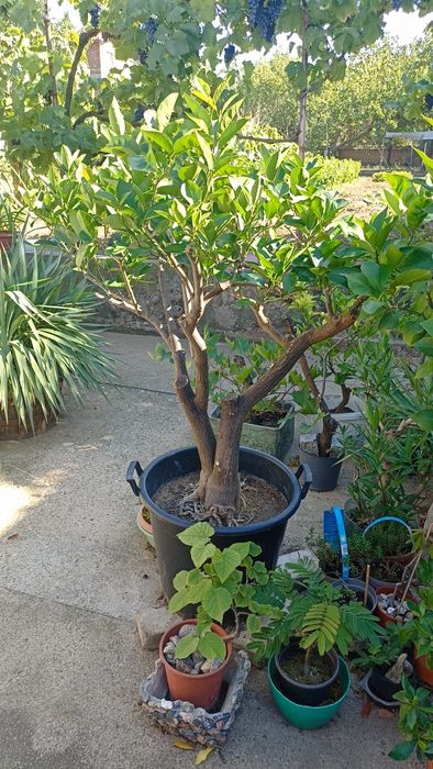 Портокал"Валенсия"