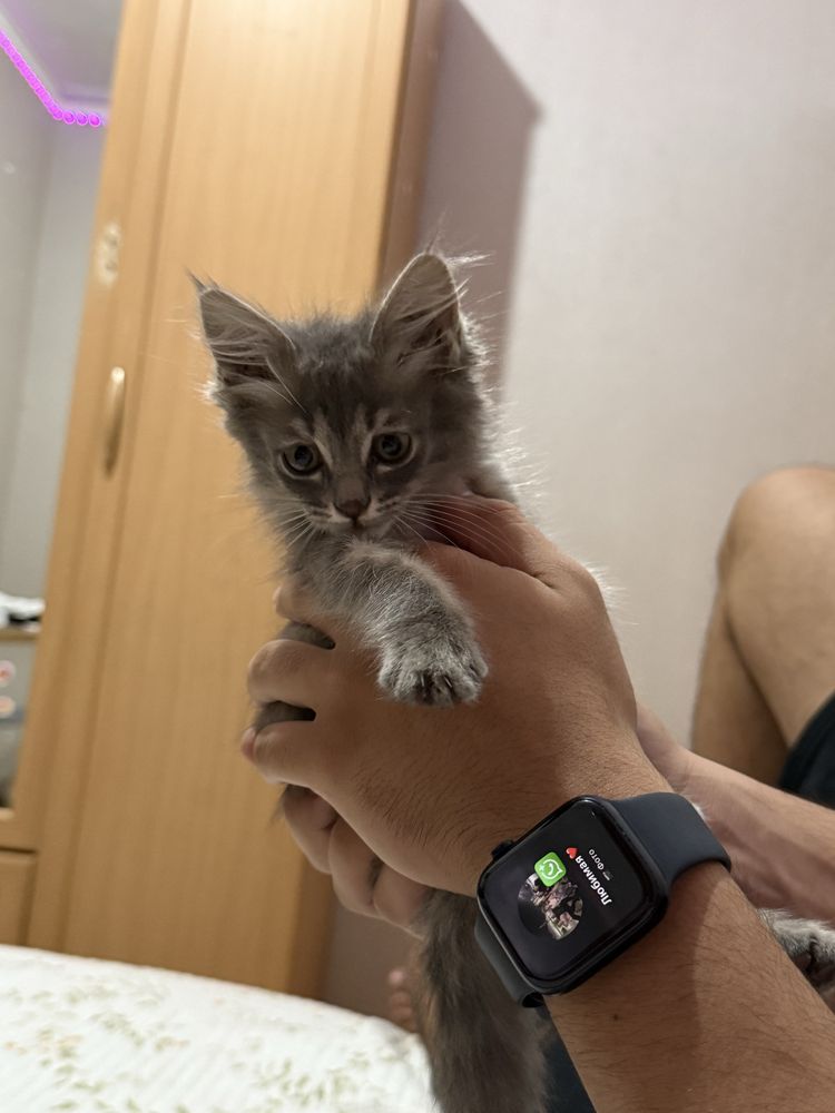 Котенок ищет дом, в хорошие руки