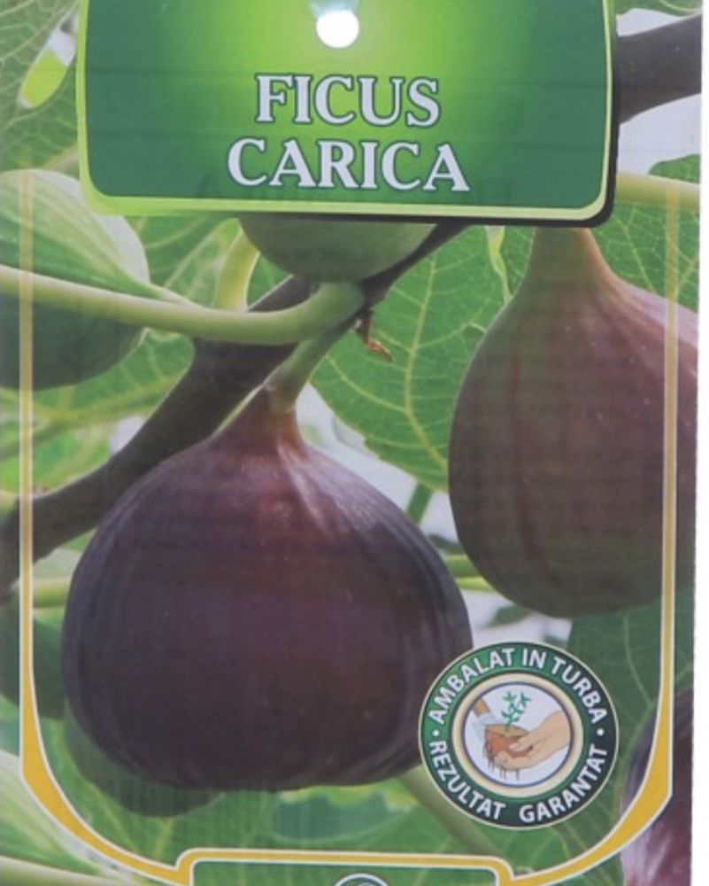 Smochin : soiul ficus carica si black mission