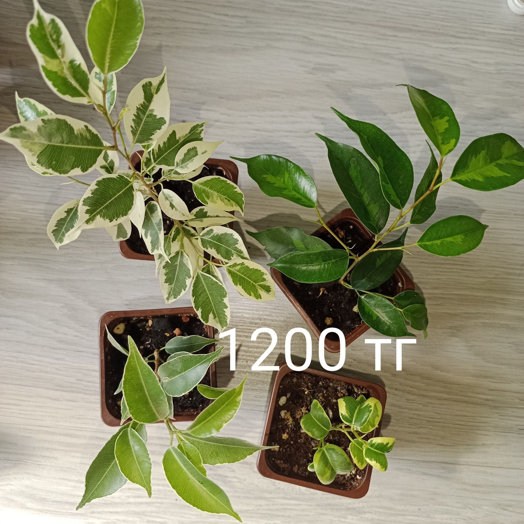 Продам сортовые фикусы