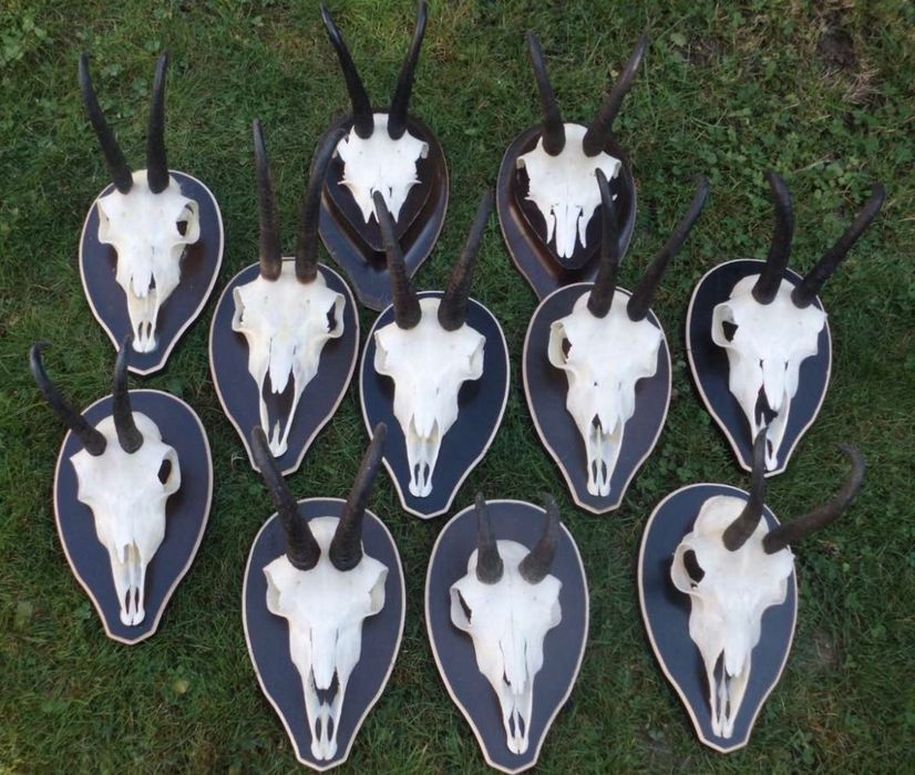 Трофеи от диви кози