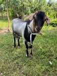 Vând țap fără coarne
