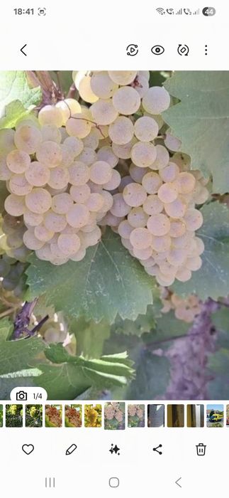 Vând struguri de vin productie 2025