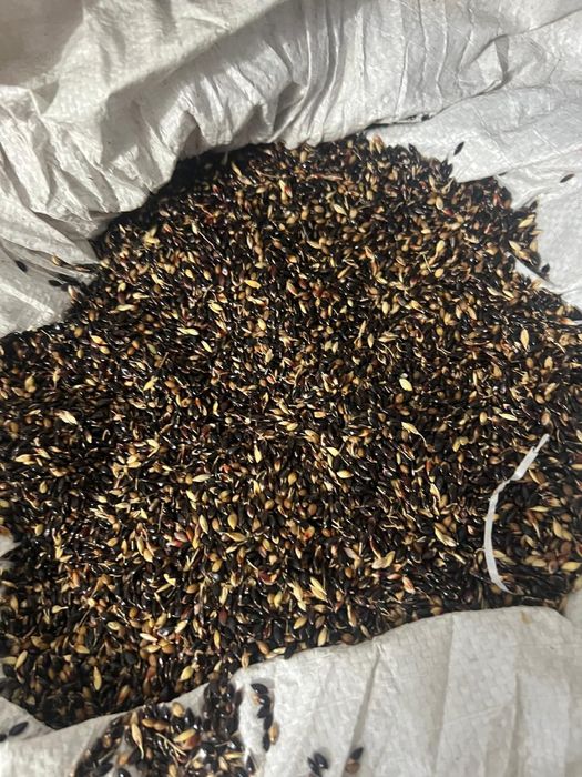 Продам семена суданки есть 40 кг