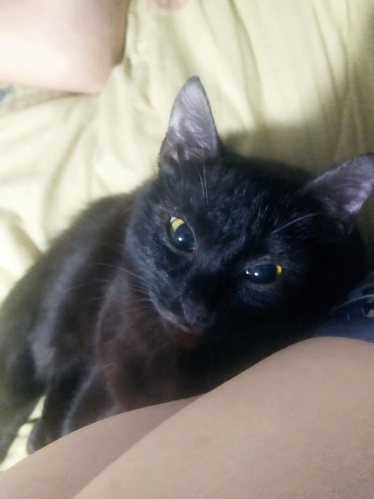 Отдается кошечка