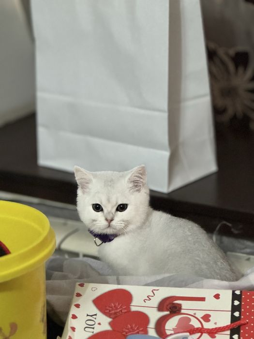 Zolotaya shinshilla britanskiy chistokrovniy