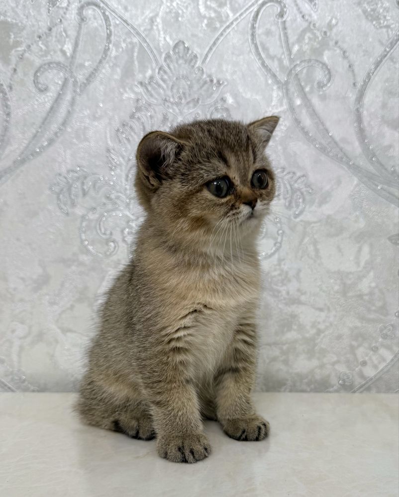 Британская шиншилла