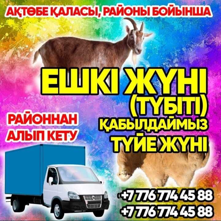 Ешкі жүні түбіт ешки жуны жуни тубит туйе түйе Козья шерсть козь прием