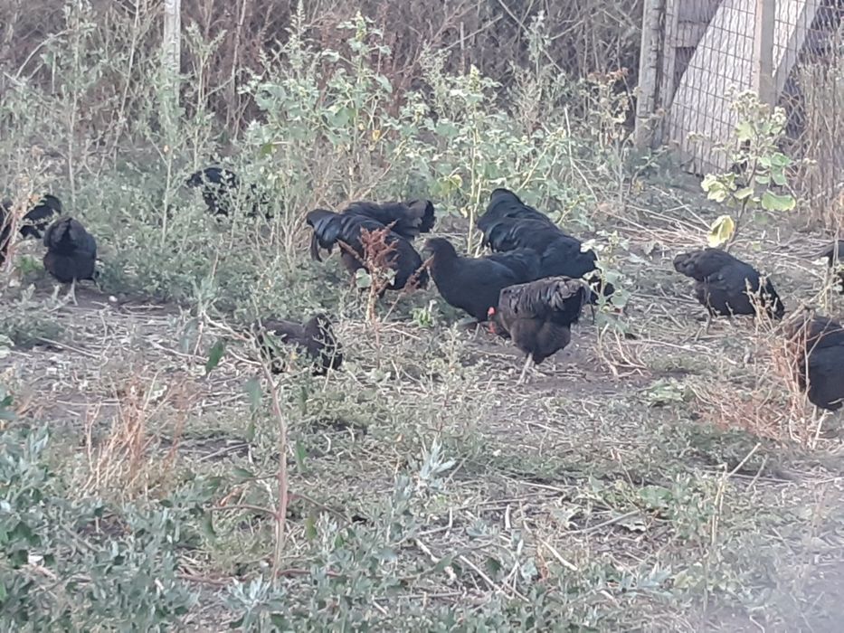 Australop de vazare