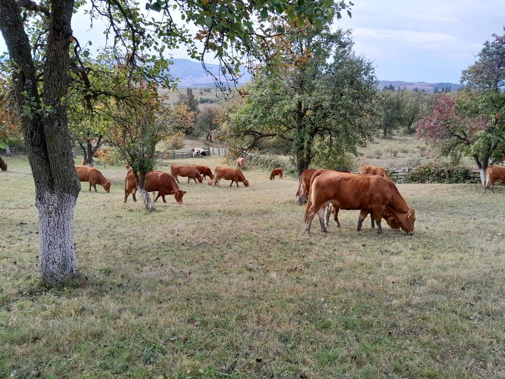 Váci limousine cu pedigree