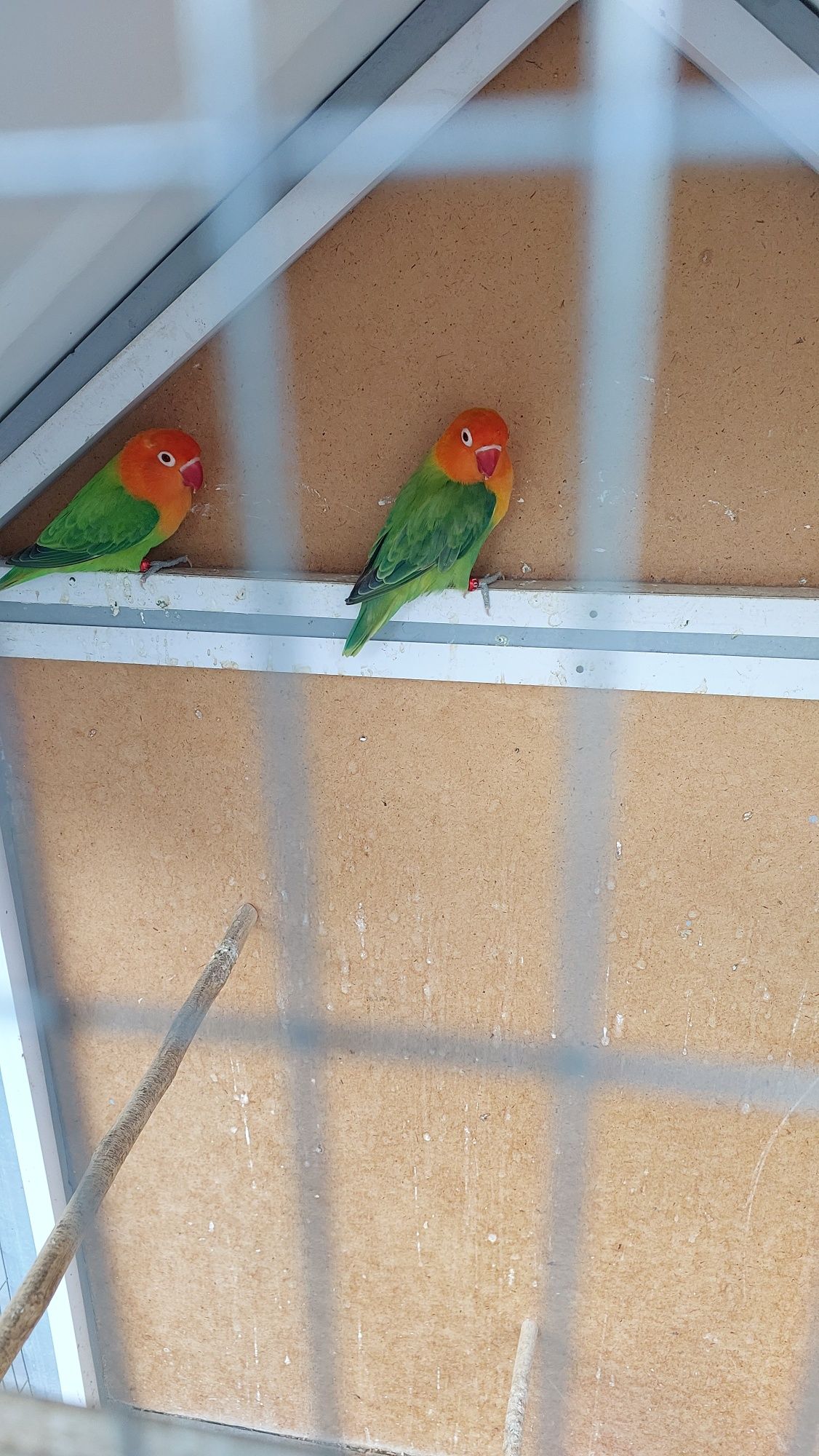 Green apalin sotiladi