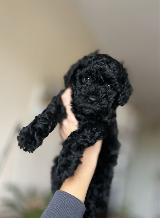 Пудел мини / Poodle