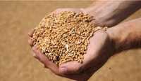 Пшеницы бугдой арпа