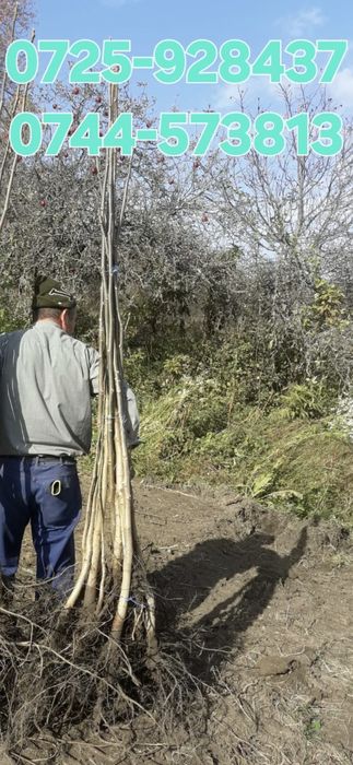 Aluni Nuci Paulownia Trandafiri Catina Ciresi columnari  Pruni Liliac