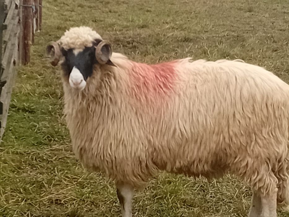 Disponibil noatin cu nasu alb