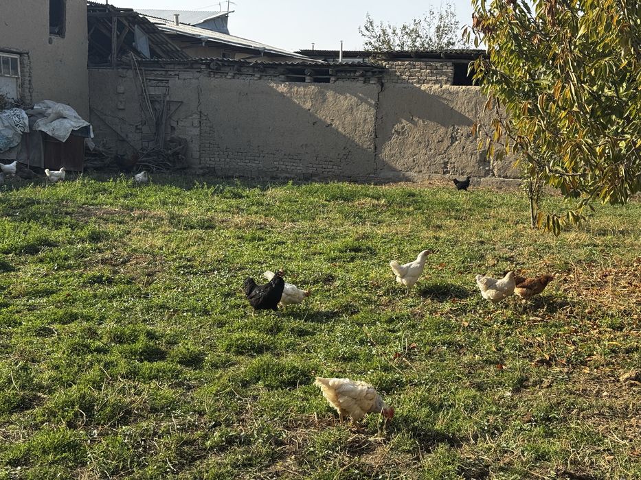 14 ta tovuq 1 ta xuroz sotiladi tovula tuxumda hammasi