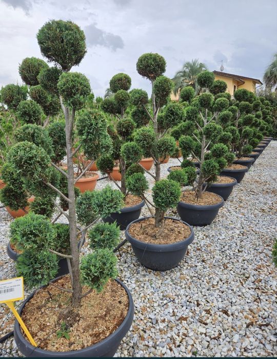 Plante ornamentale de orice specie