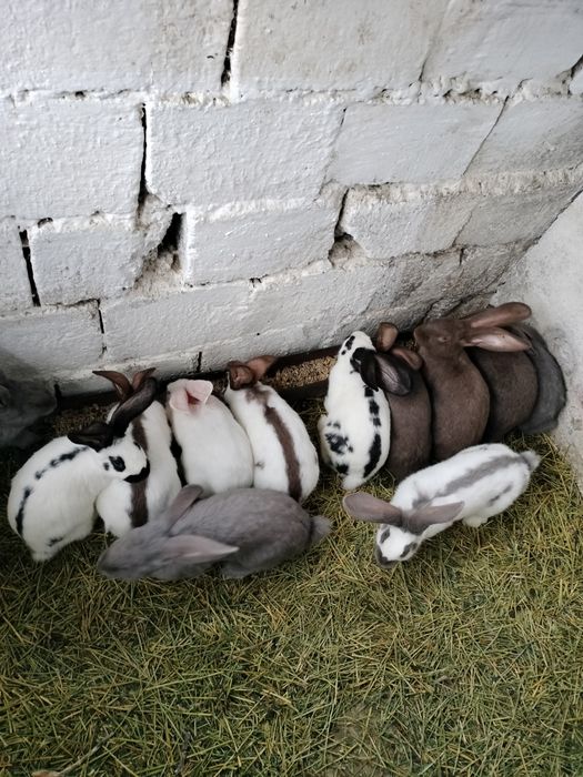 Vând iepuri frumosi