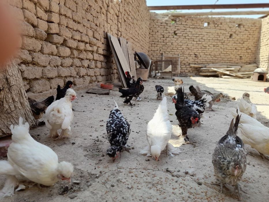 Куры японки несушки