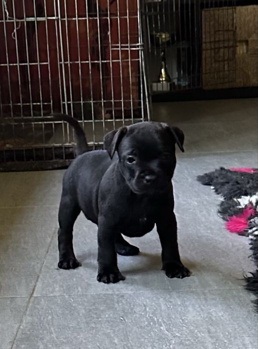 Staffordshire Bull Terrier femela