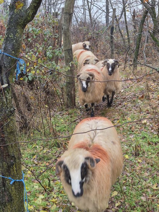 Vand oi breze detalii la telefon