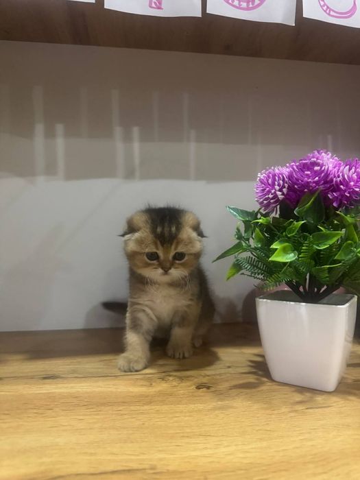Скотиш фолд золотая шиншилла мальчик