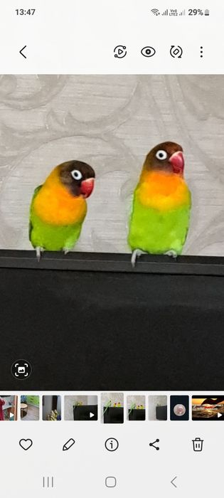 Попугаи неразлучники