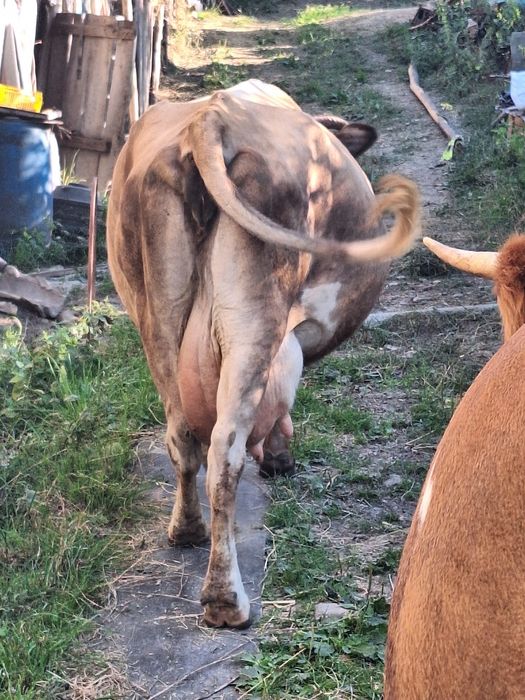 Vaca buna de lapte de vanzare