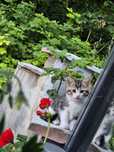 Мъжко коте търси дом