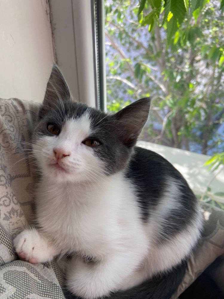Котёнок ищет добрых хозяев