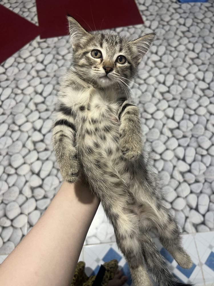 Кошки привченные