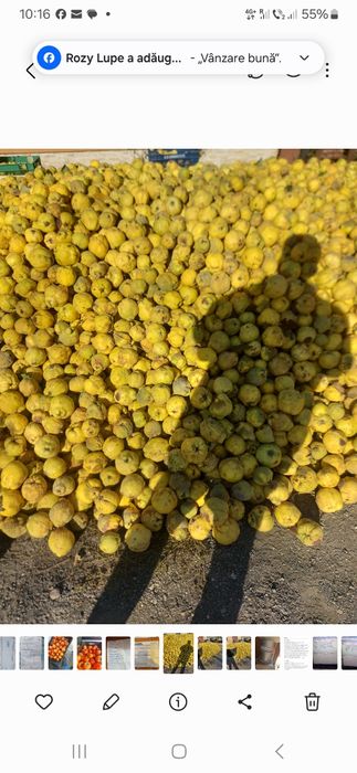 Gutui pt tuica ,palinca