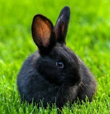 Продам кроликов ..